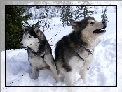 zima, Siberian Husky, choinki