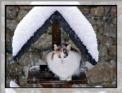 Zima, Śnieg, Kot, Daszek