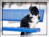 Border collie, Ławka, Pies