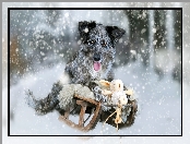 Sanki, Umaszczenie blue merle, Pies, Śnieg, Zabawka, Border collie, Zima