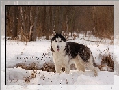 Alaskan Malamute, Pies, Śnieg, Zima, Las