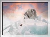 Zima, Bryły, Siberian husky, Pies, Śnieg