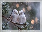 Śnieg, Dwa, Raniuszki, Sosna, Grafika AI, Ptaki, Zima