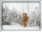 Zima, Krzewy, Golden retriever, Szron