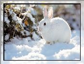 Śnieg, Zima, Rośliny, Biały, Królik