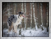 Zima, Border Collie, Słupek, Sztuczka