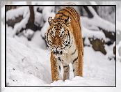 Śnieg, Tygrys syberyjski, Zima