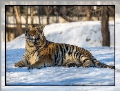Zima, Leżący, Tygrys syberyjski