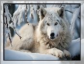 Grafika AI, Wilk, Zima, Leżący, Śnieg, Gałązki