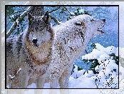 Wilki, Zima, Dwa