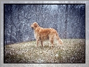 Golden retriever, Początek, Zimy