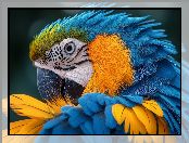 Niebiesko-żółta, Papuga, Głowa, Ara