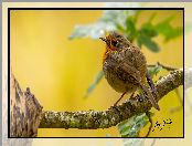 Ptak, Gałąź, Tło, Żółte