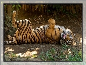 Zoo, Zwierze, Dziki, Tygrys, Kot