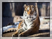 Zoo, Zwierze, Dziki, Tygrys, Kot