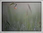 Zorzynek rzeżuchowiec, Krople, Motyl, Trawa