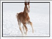 Śnieg, Źrebię, Zima, Mały, Koń