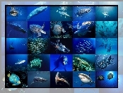 Różne, Podwodny, Oceanaria, Zwierząt, Świat, Gatunki