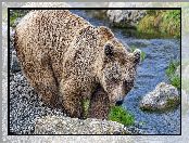 Rzeka, Niedźwiedź, Dzikie zwierzę