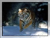 Śnieg, Biegnący, Tygrys