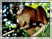 Lemur