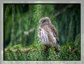 Sóweczka zwyczajna, Gałązki, Sowa, Świerk