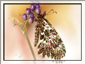 Zygzakowiec rubinowy, Makro, Motyl, Roślina