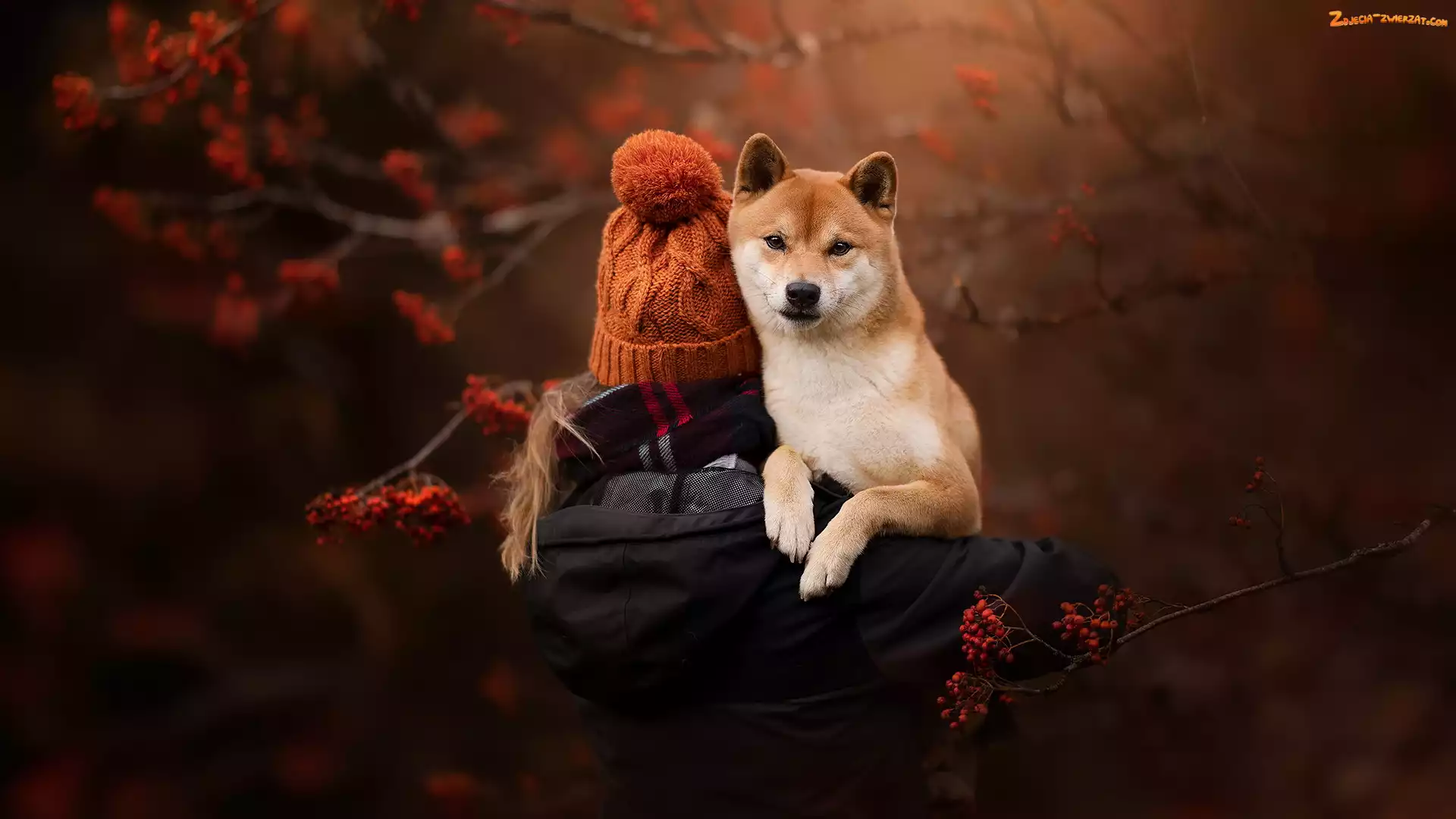 Pies, Shiba inu, Czapka, Dziewczynka