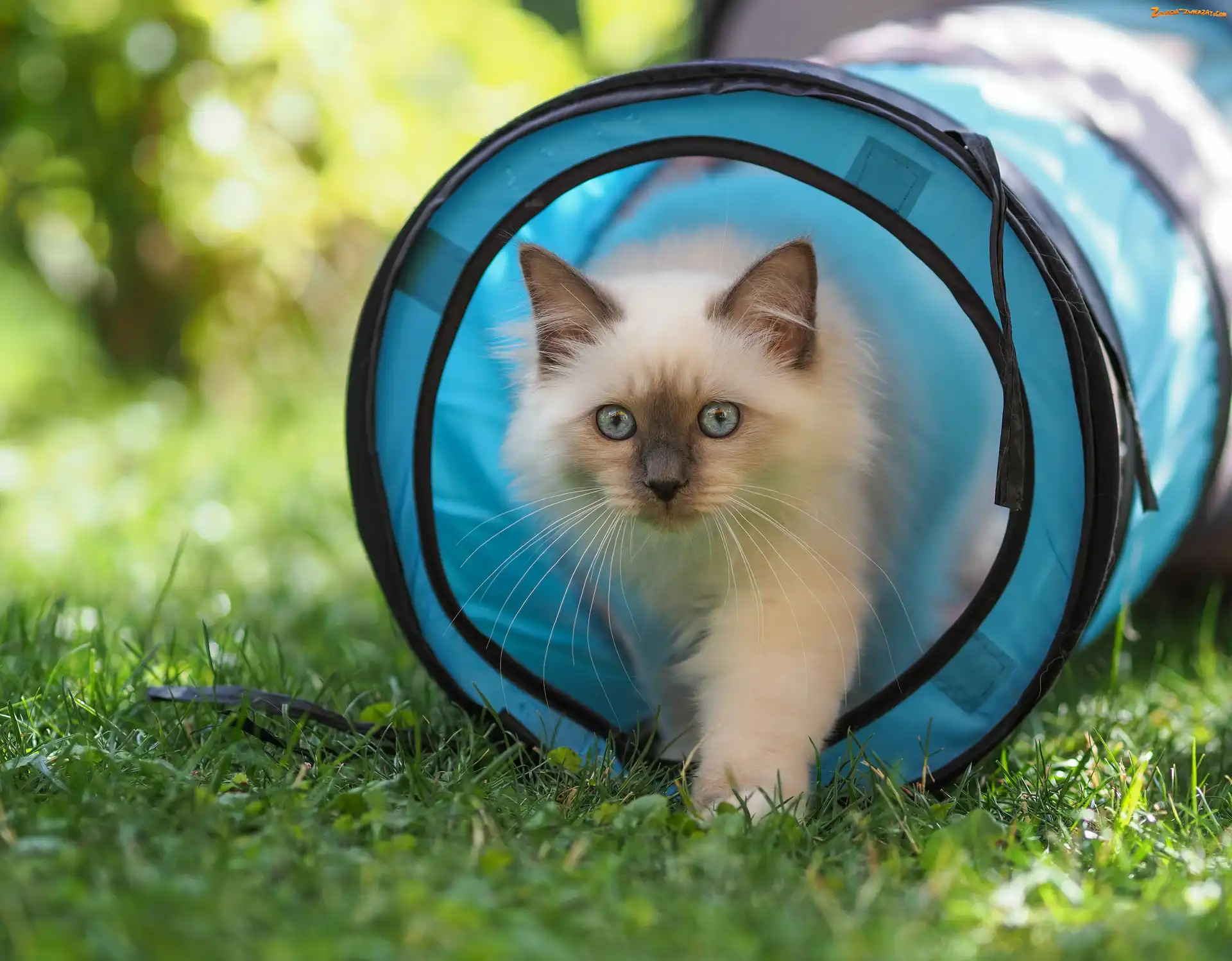 Tunel, Niebieski, Trawa, Puszysty, Rozmycie, Kot ragdoll, Oczy, Niebieskie