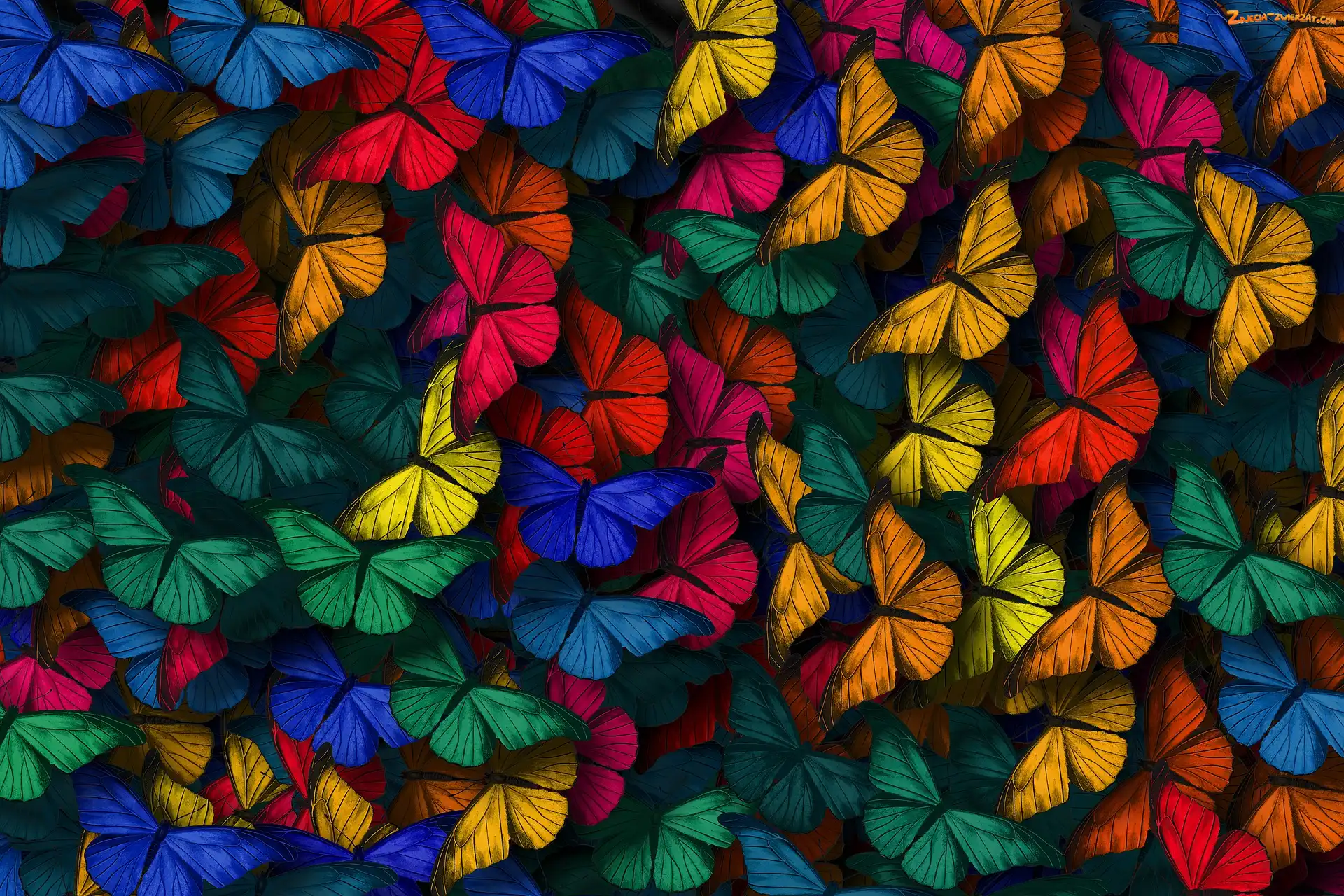 2D, Kolorowe, Motyle