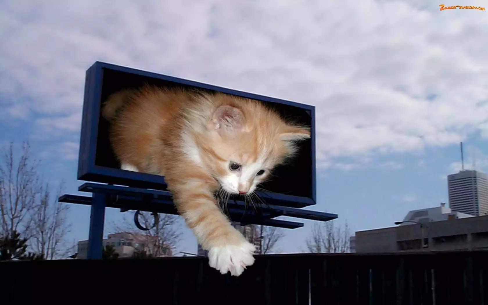 4D, Bilbord, Kotek, Rudy, Łapka