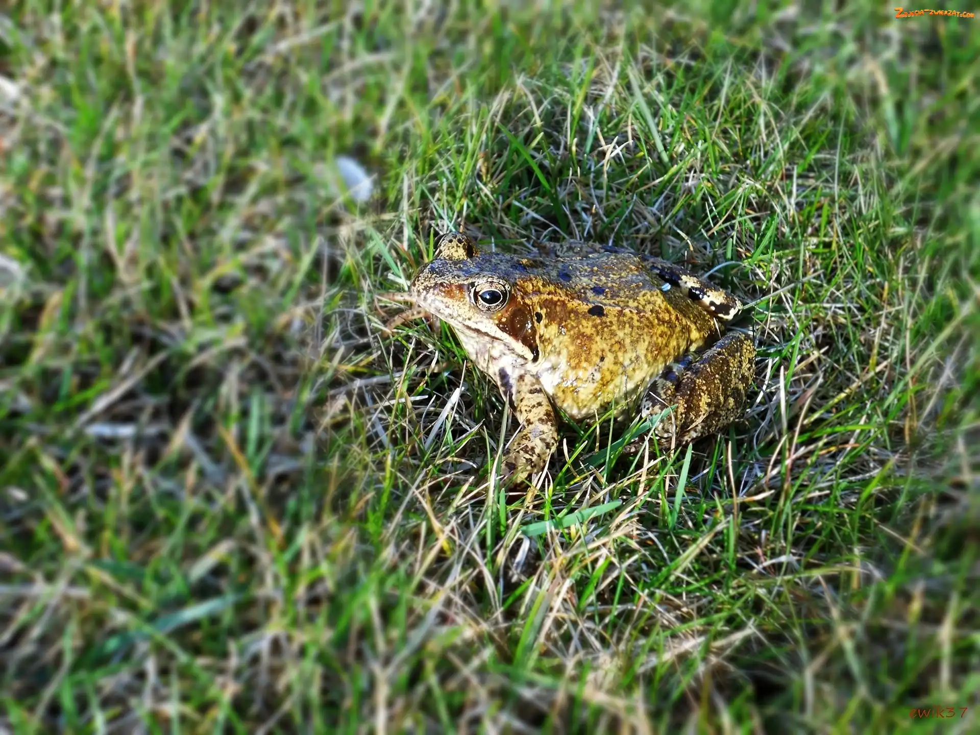 Rozmycie, Żaba, Trawa