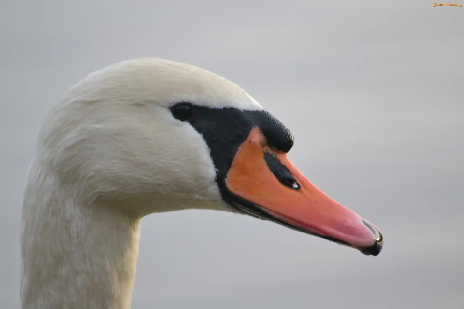 Łabędź, Niemy