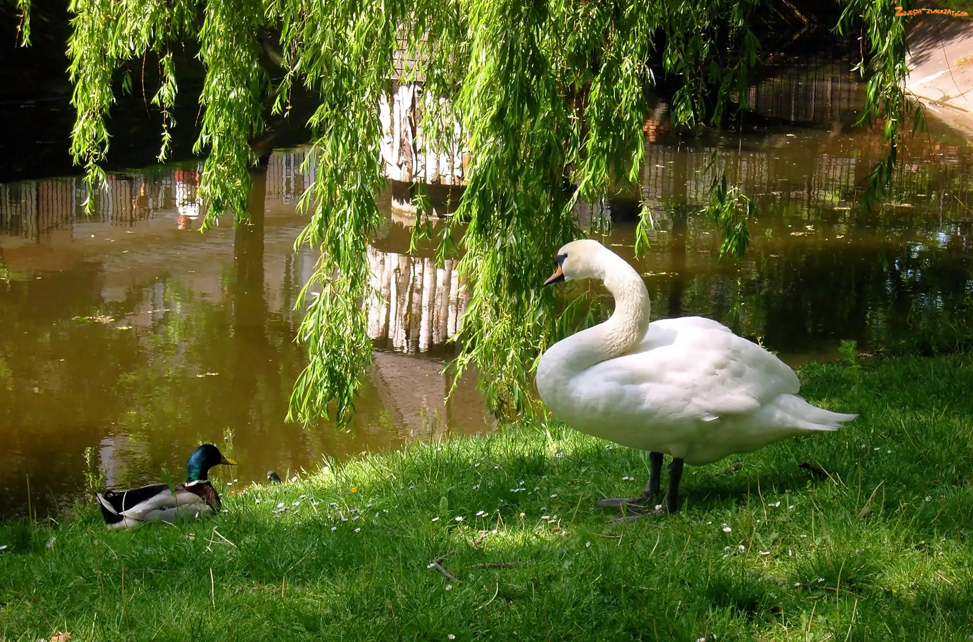 Jeziorko, Łabędź, Kaczor