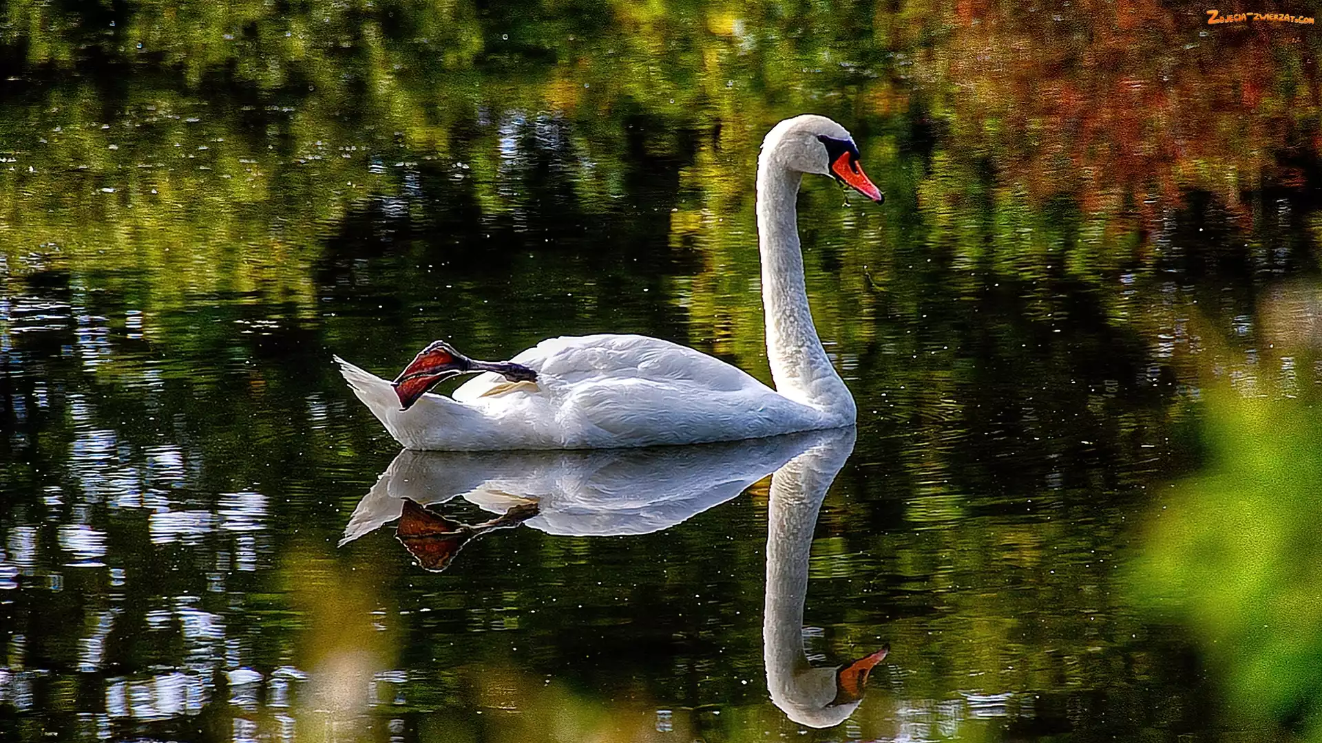 Woda, Łabędź, Ptak