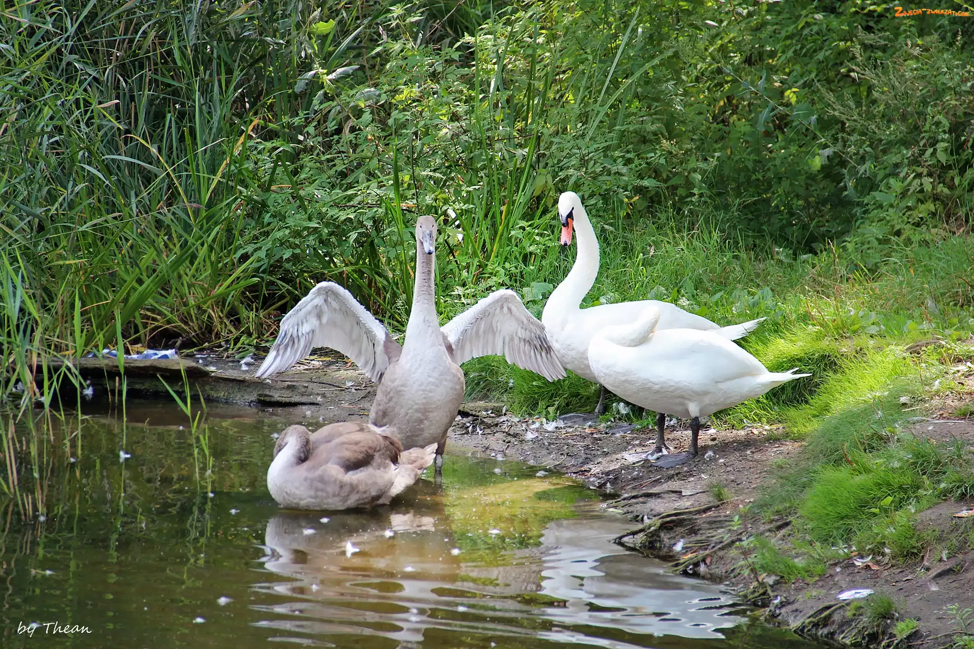 Łabędzia, Rodzina