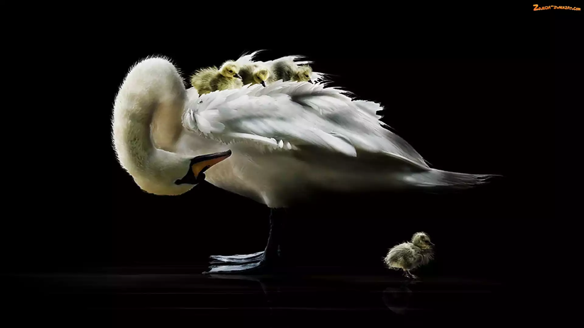 Młode, Łabędzia, Mama
