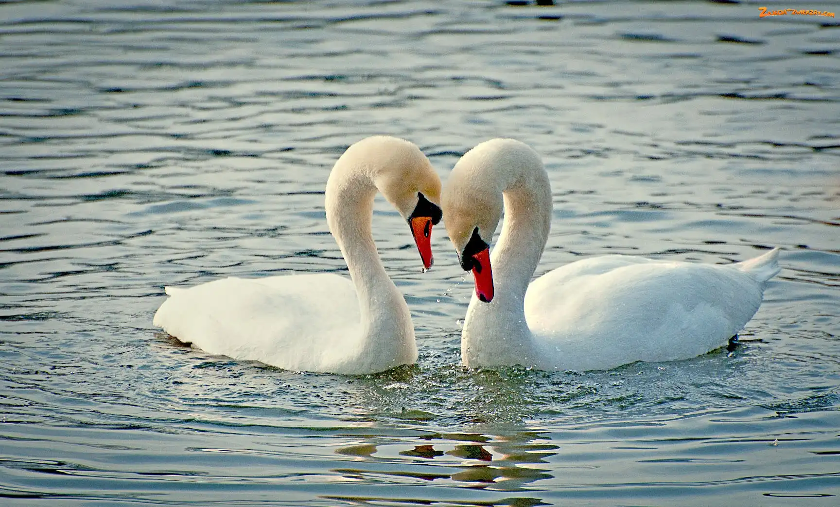 Łabędzie, Jezioro