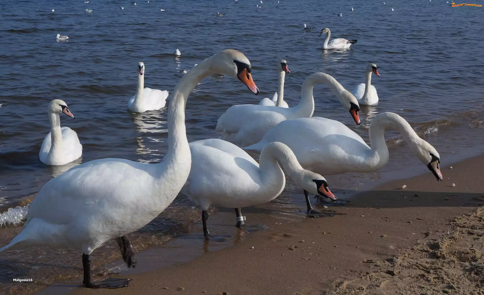Łabędzie, Białe, Plaża, Woda, Ptaki, Morze