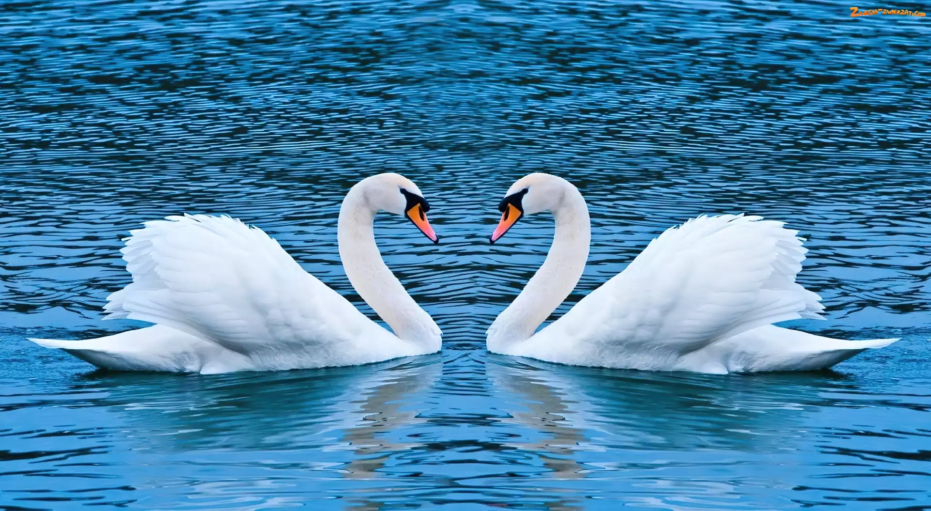 Łabędzie, Woda