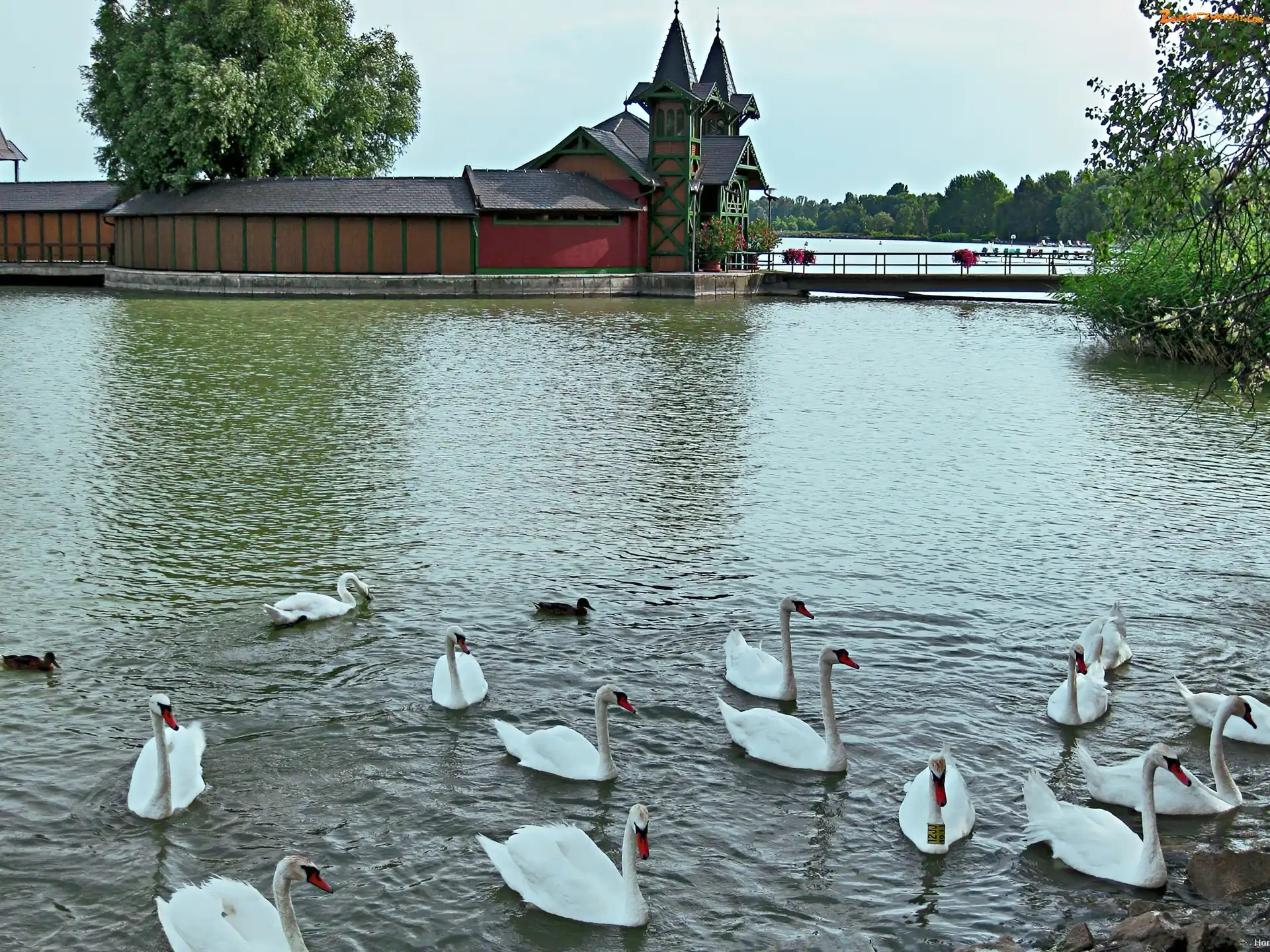 Budowla, Łabędzie, Jezioro