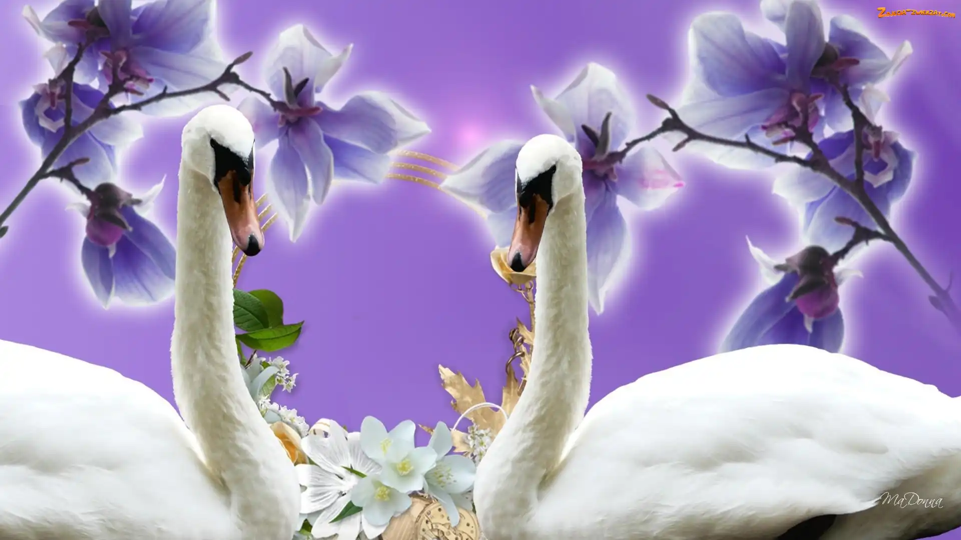 Grafika, Łabędzie, Orchidea
