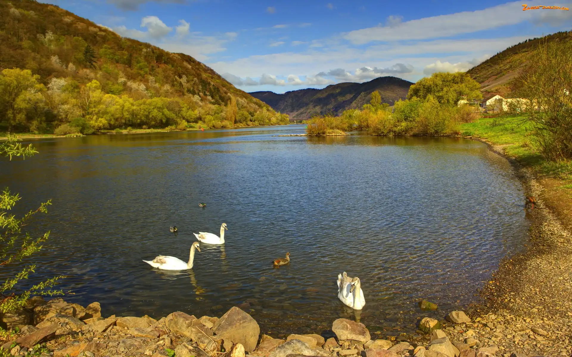 Jezioro, Łabędzie, Kaczki