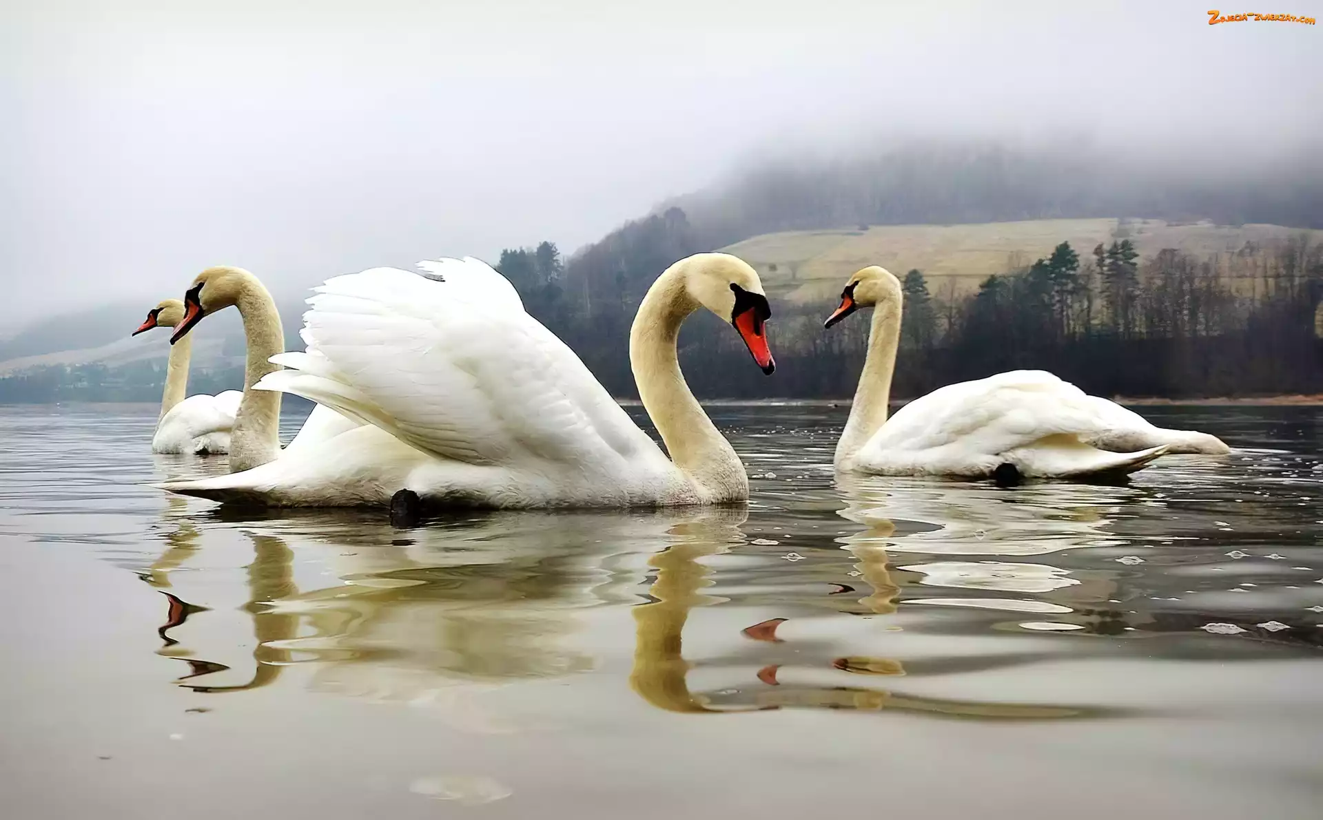 Mgła, Łabędzie, Jezioro