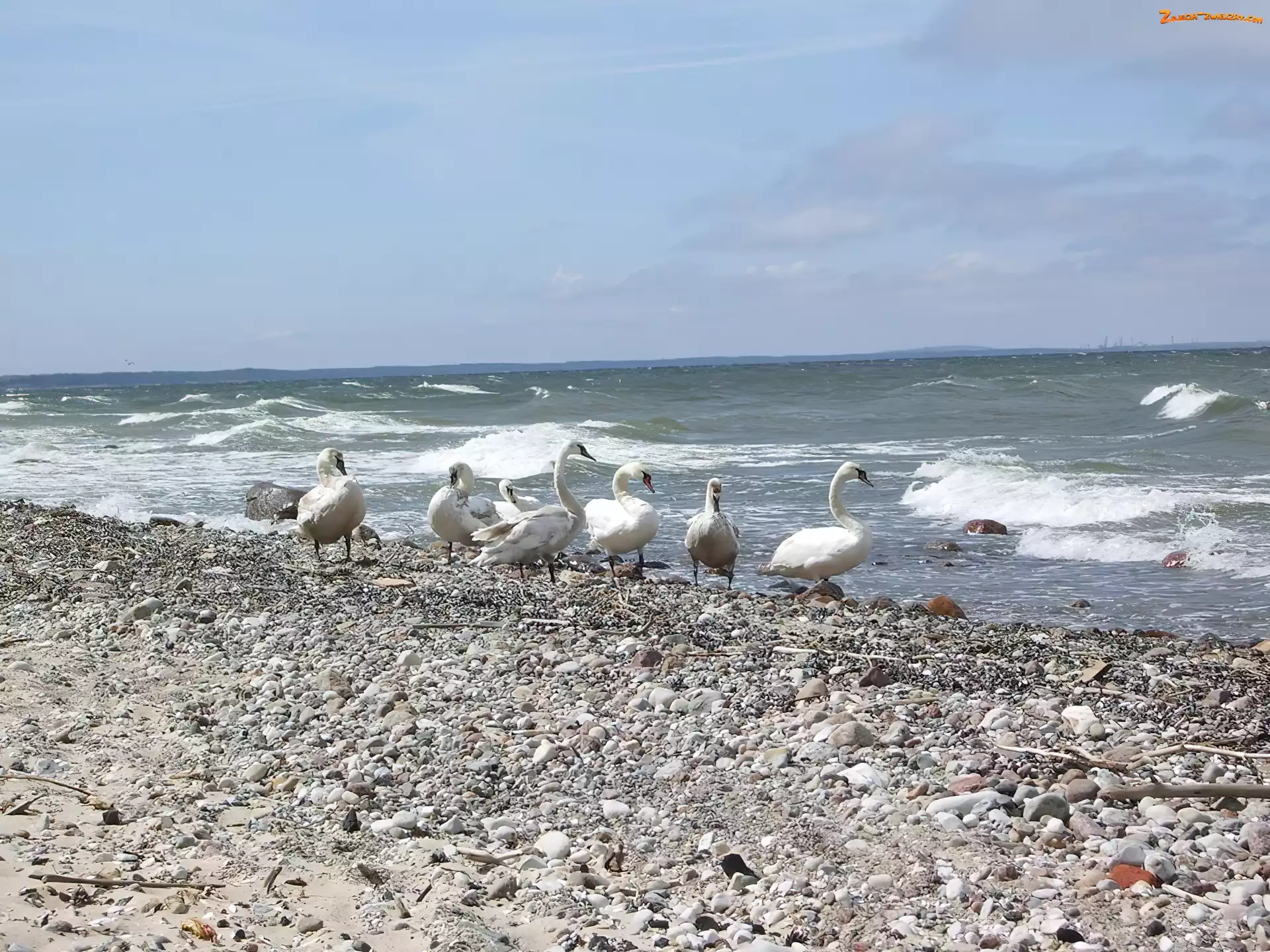 Morze, Łabędzie, Plaża