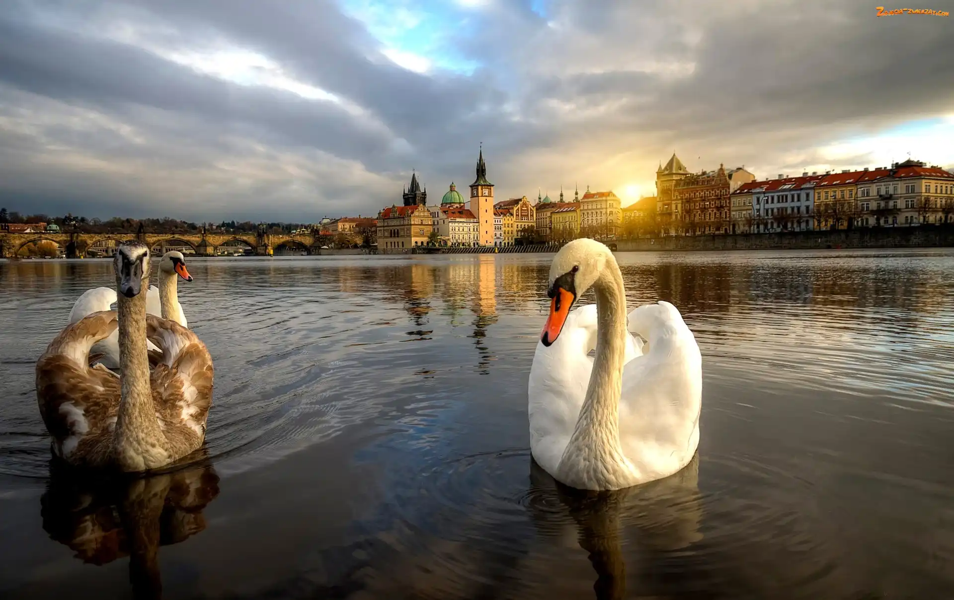 Rzeka, Łabędzie, Miasto