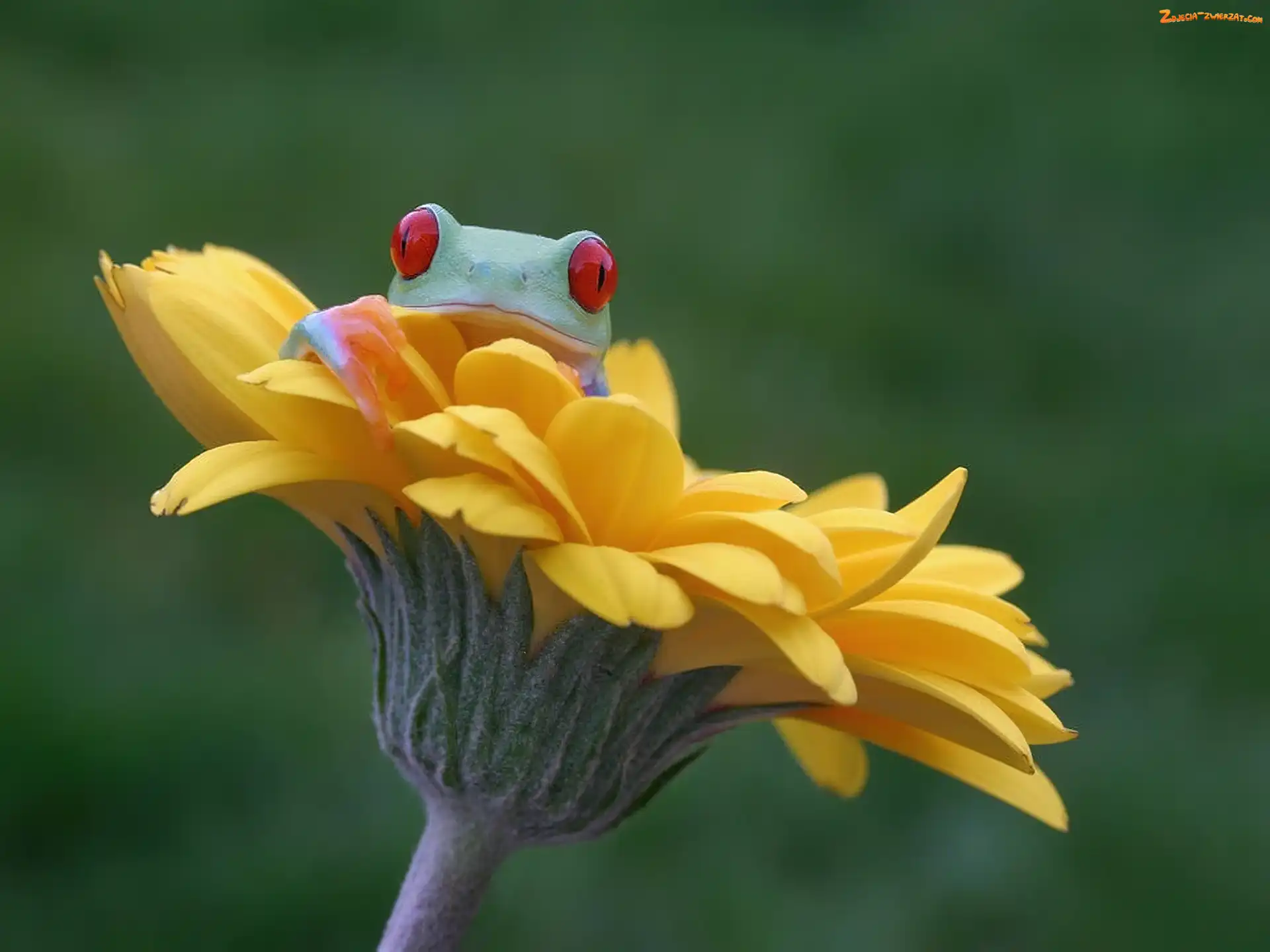 Gerbera, Żabka, Rzekotka