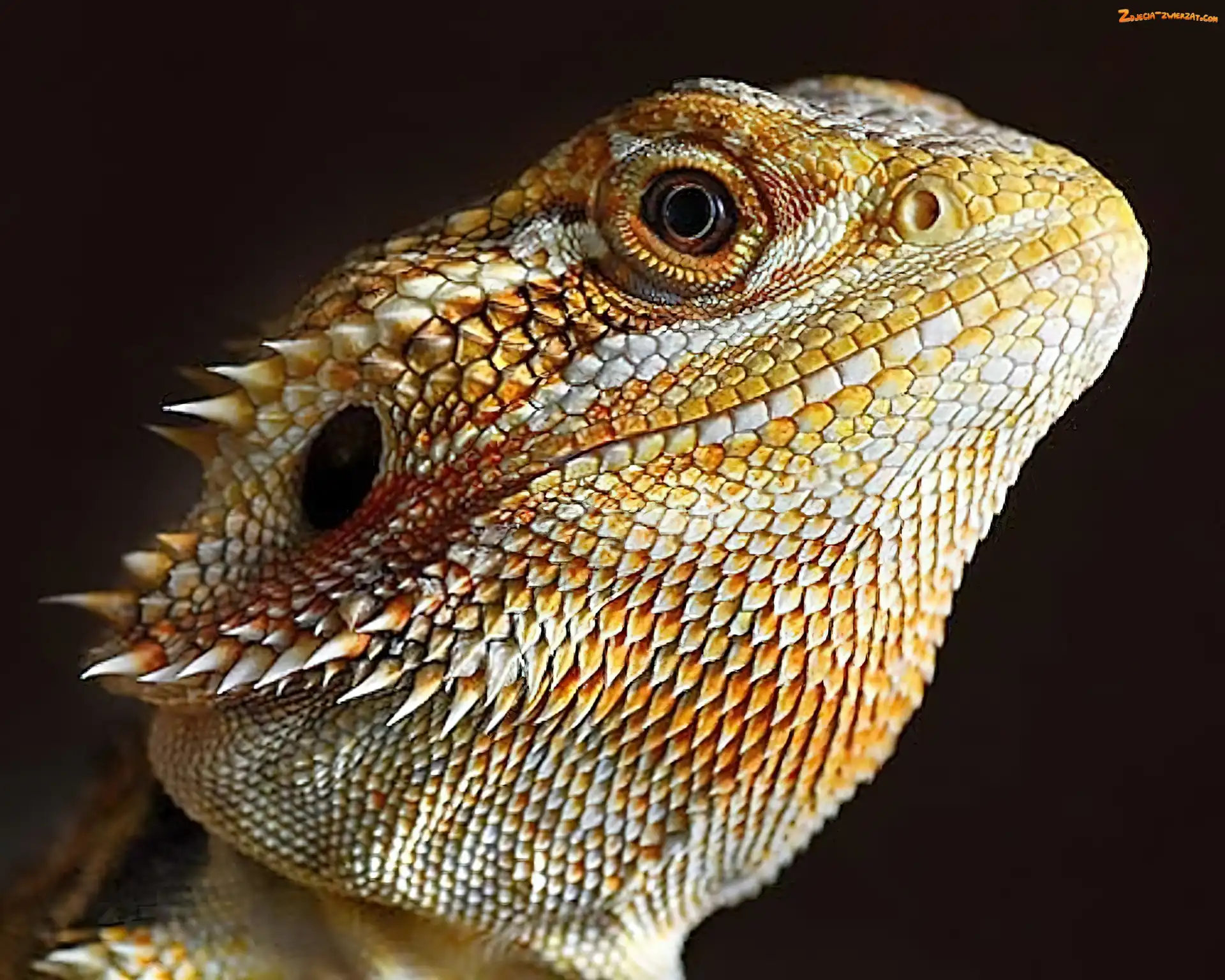 Głowa, Agama, Gad