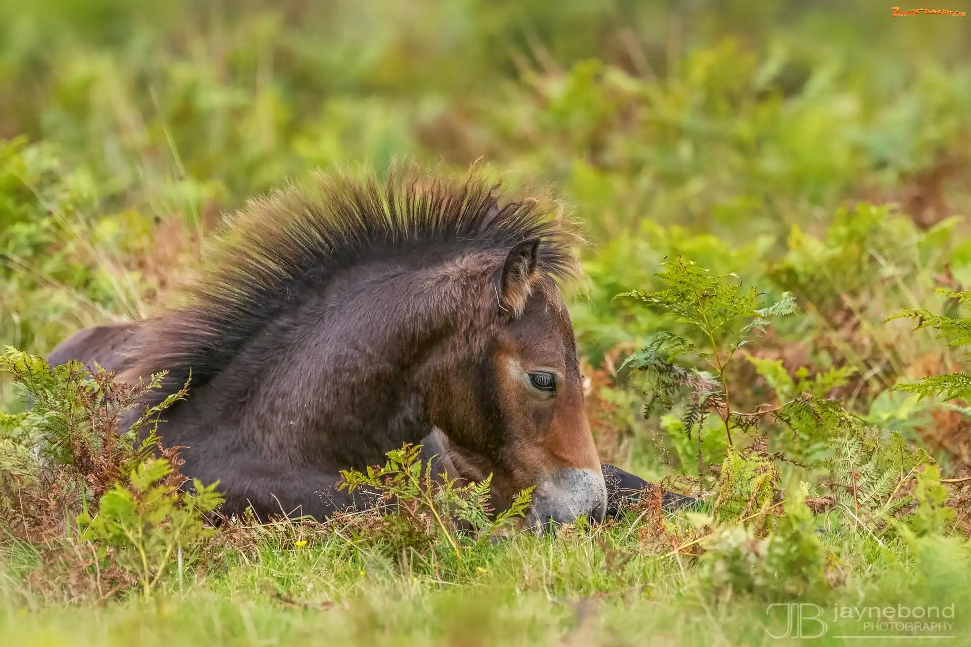 Łąka, Grzywa, Źrebię, Konik, Kuc Exmoor