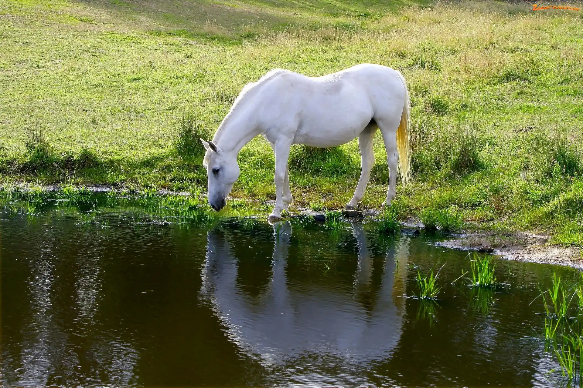 Łąka, Biały, Wiosna, Pojenie, Koń, Jezioro